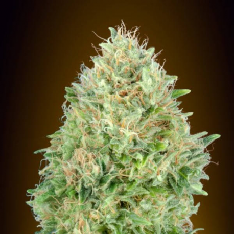 Pineapple Glue 1 semilla Advanced Seeds ADVANCED SEEDS ADVANCED SEEDS