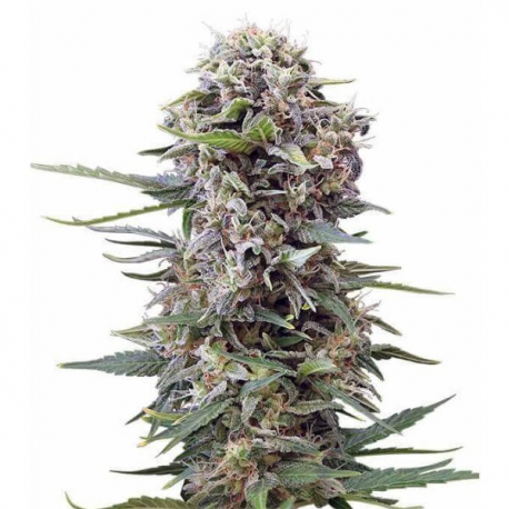 Auto Cheese 3 semillas Gea Seeds  GEA SEEDS