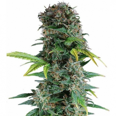 Auto Somango 3 semillas Gea Seeds  GEA SEEDS