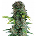 Auto Somango 3 semillas Gea Seeds