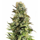 Auto Super Skunk 3 semillas Gea Seeds  GEA SEEDS