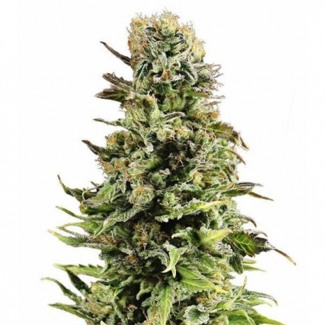 Auto Super Skunk 3 semillas Gea Seeds  GEA SEEDS