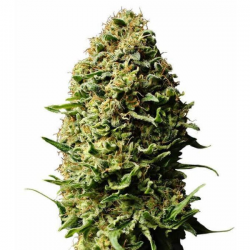 Auto AK 3 semillas Gea Seeds  GEA SEEDS