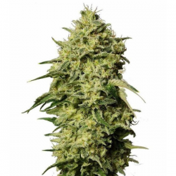 Auto Amnesia 3 semillas Gea Seeds  GEA SEEDS