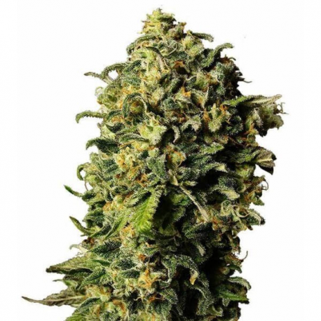 Auto Haze 3 semillas Gea Seeds  GEA SEEDS