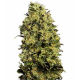 Auto M8 3 semillas Gea Seeds  GEA SEEDS