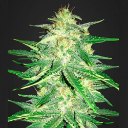 Lemon AK Auto 1 Semilla FastBuds FASTBUDS FASTBUDS