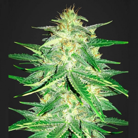 Lemon AK Auto 1 Semilla FastBuds FASTBUDS FASTBUDS