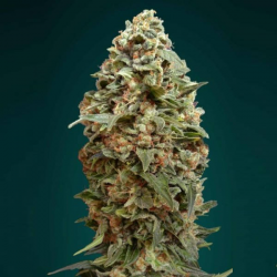 Afghan Skunk 1 semilla Advanced Seeds ADVANCED SEEDS ADVANCED SEEDS