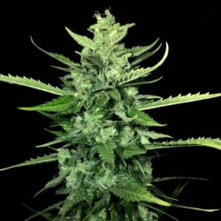 Auto Kong 4 3 semillas Paradise Seeds PARADISE SEEDS PARADISE SEEDS