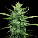 Auto Kong 4 3 semillas Paradise Seeds