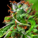 Double OG Haze Pyramid Seeds PYRAMID SEEDS PYRAMID SEEDS