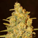 Critical Sensi Star Early Version 1 semilla Delicious Seeds DELICIOUS SEEDS DELICIOUS SEEDS