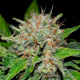 Deep Mandarine CBD 1 semilla Delicious Seeds DELICIOUS SEEDS DELICIOUS SEEDS