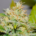 Delicious Candy Regular 7 semillas Delicious Seeds