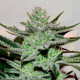 Unknown Kush 1 semilla Delicious Seeds DELICIOUS SEEDS DELICIOUS SEEDS