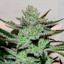 Unknown Kush 1 semilla Delicious Seeds