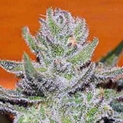 Unknown Kush Regular 7 semillas Delicious Seeds DELICIOUS SEEDS DELICIOUS SEEDS