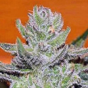 Unknown Kush Regular 7 semillas Delicious Seeds