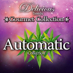 Gourmet Collection Auto 1 9 semillas Delicious Seeds DELICIOUS SEEDS DELICIOUS SEEDS