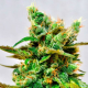 HoneyBells CBD 1 semilla Delicious Seeds DELICIOUS SEEDS DELICIOUS SEEDS