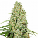 Think Different 3 semillas Dutch Passion Seeds