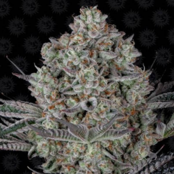 Dos Si Dos 33 1 semilla Barney´s Farm Seeds BARNEY´S FARM SEEDS  BARNEY´S FARM