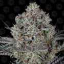 Dos Si Dos 33 1 semilla Barney´s Farm Seeds