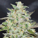 Marmalate Regular 7 semillas Delicious Seeds