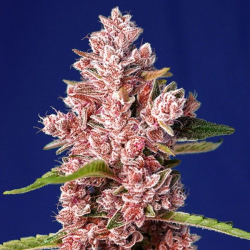 Tropicanna Poison Fast Version 3 semillas Sweet seeds SWEET SEEDS  SWEET SEEDS