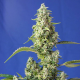 Gorilla Girl XL Auto 3 semillas Sweet Seeds SWEET SEEDS  SWEET SEEDS