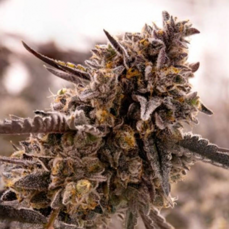 Gorilla Cookies 1 semilla Expert Seeds Expert Seeds EXPERT SEEDS