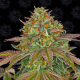 Wedding Cake 1 semilla Barney´s Farm Seeds BARNEY´S FARM SEEDS  BARNEY´S FARM