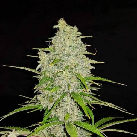 Hulkberry 1 semilla Royal Queen Seeds ROYAL QUEEN SEEDS ROYAL QUEEN SEEDS