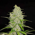 Hulkberry 1 semilla Royal Queen Seeds