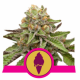 Green Gelato 1 semilla Royal Queen Seeds ROYAL QUEEN SEEDS ROYAL QUEEN SEEDS