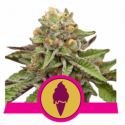 Green Gelato 1 semilla Royal Queen Seeds