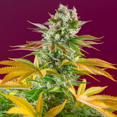 Gorilla Girl Fast Version 3 semillas Sweet Seeds SWEET SEEDS  SWEET SEEDS