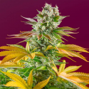 Gorilla Girl Fast Version 3 semillas Sweet Seeds