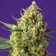 Crystal Candy Xl Auto 3 semillas Sweet Seeds SWEET SEEDS  SWEET SEEDS