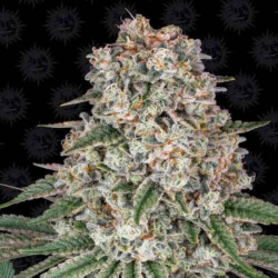 Tropicanna Banana 1 semilla Barney´s Farm Seeds BARNEY´S FARM SEEDS  BARNEY´S FARM