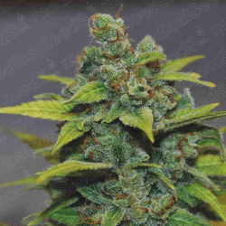 Banana Zkittlez 3 semillas Medical Seeds MEDICAL SEEDS MEDICAL SEEDS