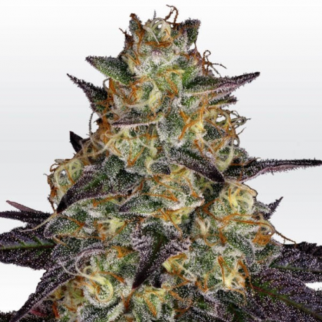 El Dorado OG 3 semillas Paradise seeds PARADISE SEEDS PARADISE SEEDS