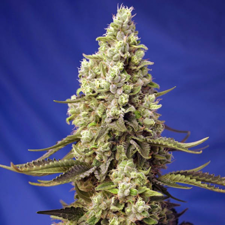 Runtz XL Auto 3 semillas Sweet seeds SWEET SEEDS  SWEET SEEDS