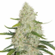 Think Big Auto 3 semillas Dutch Passion Seeds DUTCH PASSION SEEDS DUTCH PASSION SEEDS