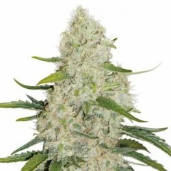 Think Big Auto 3 semillas Dutch Passion Seeds DUTCH PASSION SEEDS DUTCH PASSION SEEDS