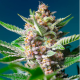 Purple Punch OG 3 semillas Sweet seeds SWEET SEEDS  SWEET SEEDS