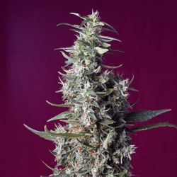 Sweet Cherry Pie 3 semillas Sweet seeds SWEET SEEDS  SWEET SEEDS