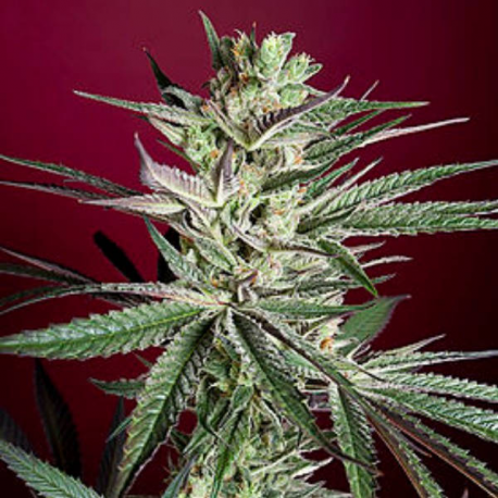 Juanita la Lagrimosa 1 semilla Reggae Seeds Reggae Seeds REGGAE SEEDS