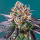 Red Strawberry Banana Auto 3 semillas Sweet seeds SWEET SEEDS  SWEET SEEDS